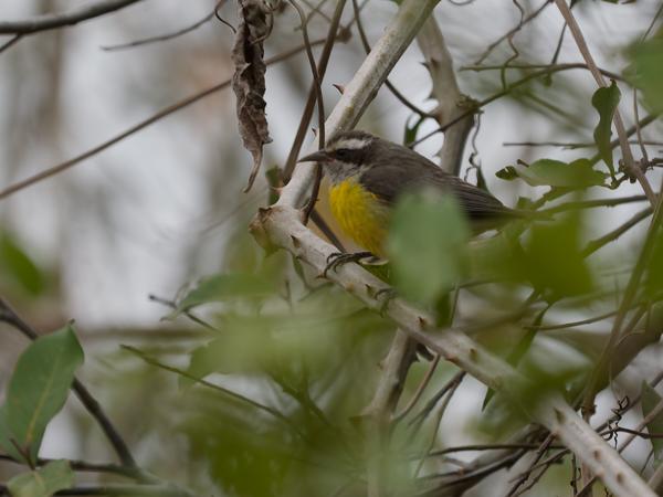 Suikerdiefje (Coereba flaveola)